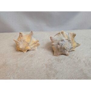 Lot‎ of 2 Natural Sea Shells Conch Spiked Coastal Beach Decor Collection